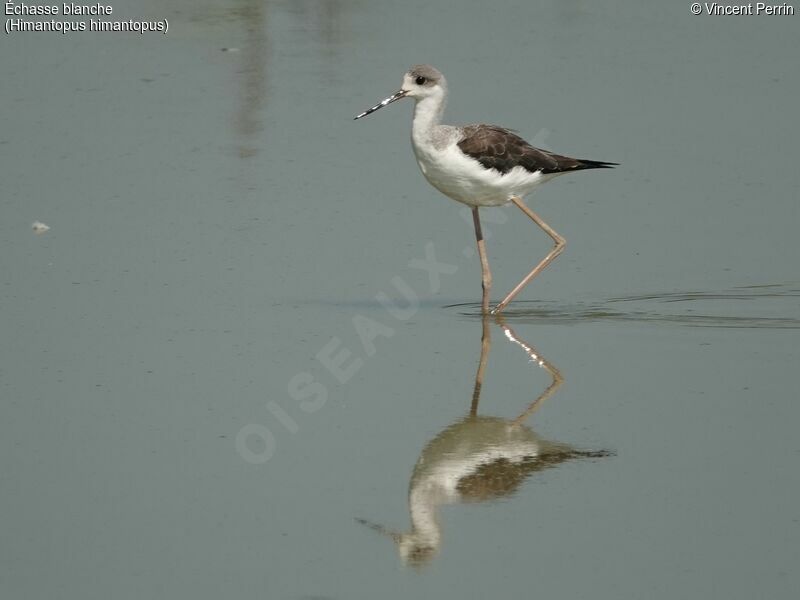 Black-winged Stiltjuvenile, identification