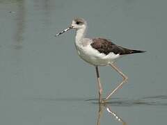 Black-winged Stilt