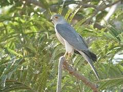 Shikra