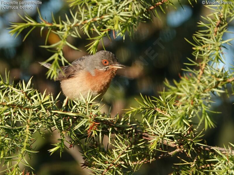 Western Subalpine Warbler male adult, close-up portrait, Reproduction-nesting