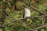 Gobemouche des marais