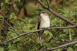 Swamp Flycatcher