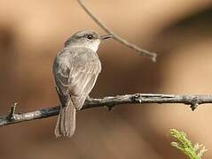 Swamp Flycatcher