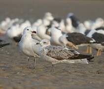 Audouin's Gull