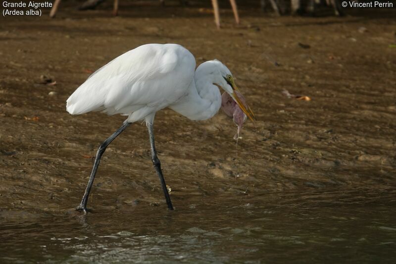 Grande Aigrette