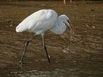 Grande Aigrette