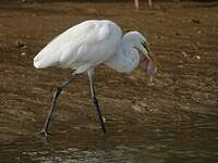 Grande Aigrette