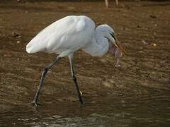 Great Egret