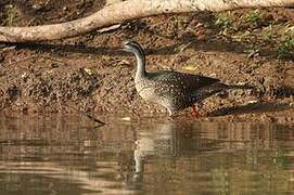 African Finfoot