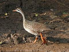 African Finfoot