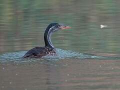 African Finfoot