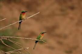 Red-throated Bee-eater