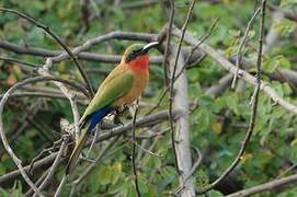 Red-throated Bee-eater