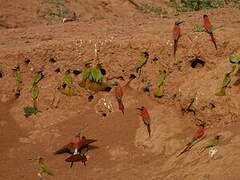 Red-throated Bee-eater