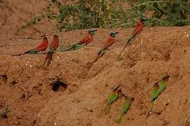 Northern Carmine Bee-eater