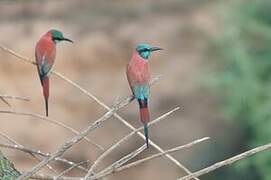 Northern Carmine Bee-eater