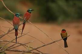 Northern Carmine Bee-eater