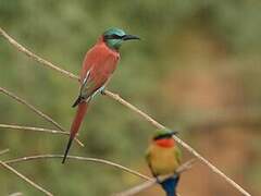 Northern Carmine Bee-eater