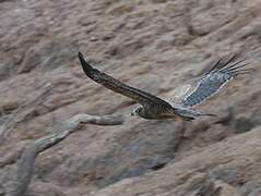 African Harrier-Hawk