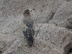 African Harrier-Hawk