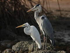 Grey Heron