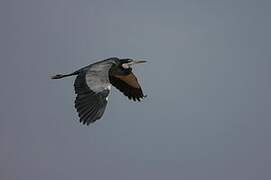 Black-headed Heron