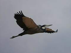 Black-headed Heron