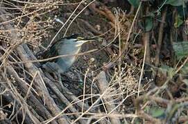 Striated Heron