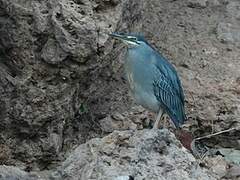 Striated Heron