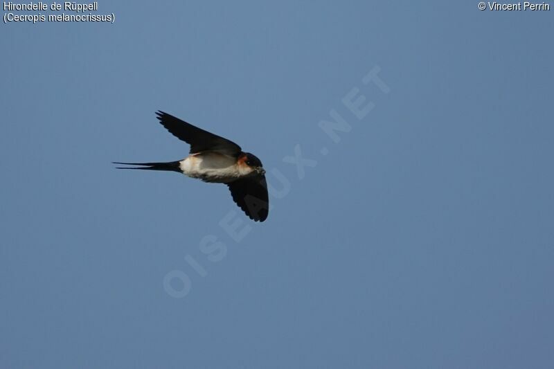 African Red-rumped Swallowadult, identification