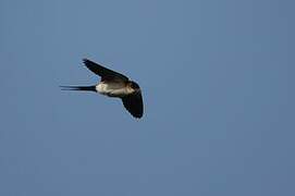 African Red-rumped Swallow