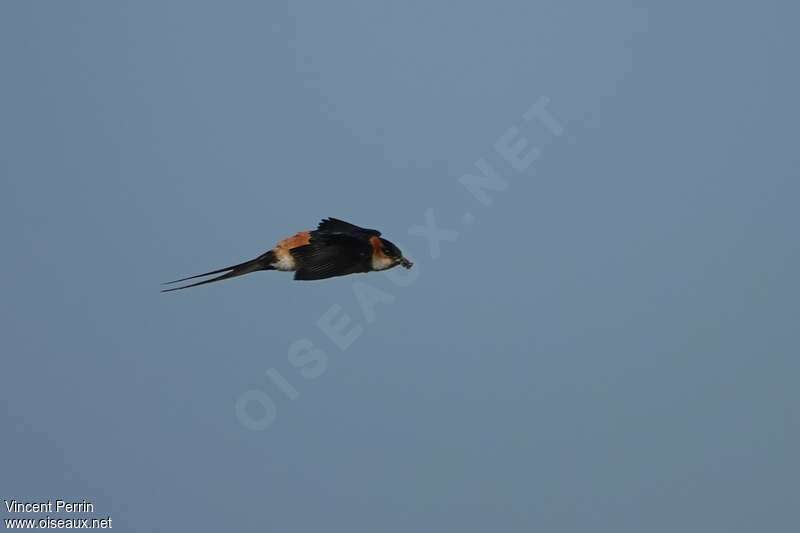 African Red-rumped Swallowadult, Reproduction-nesting