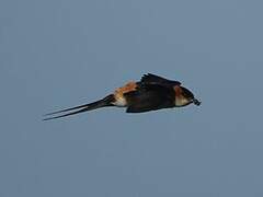 African Red-rumped Swallow