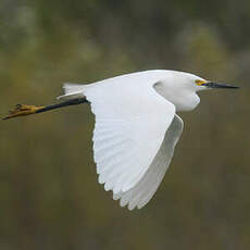 Aigrette neigeuse