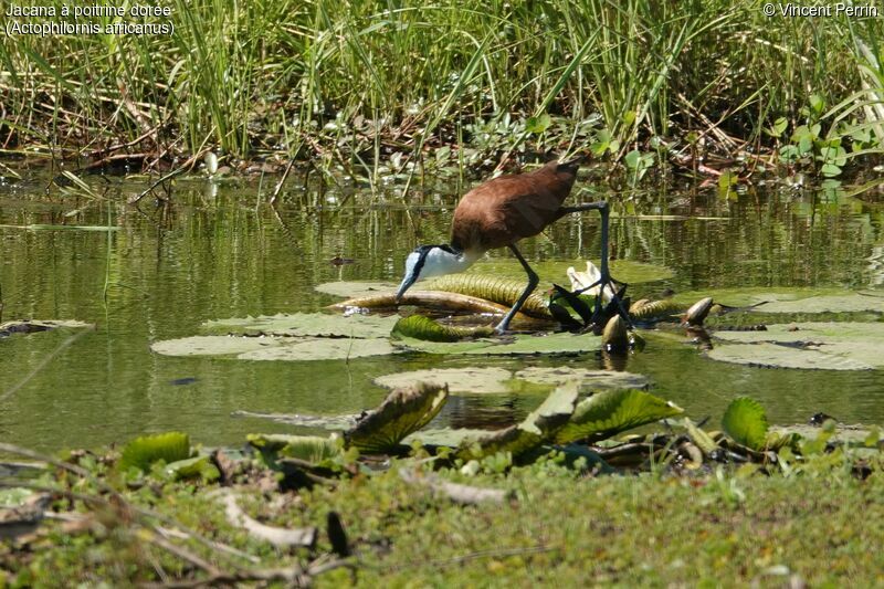 Jacana à poitrine dorée