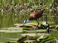 Jacana à poitrine dorée