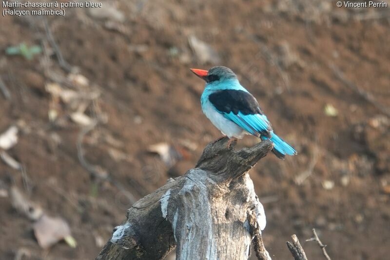 Martin-chasseur à poitrine bleue