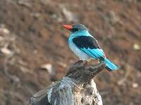 Martin-chasseur à poitrine bleue