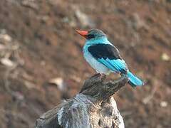 Blue-breasted Kingfisher