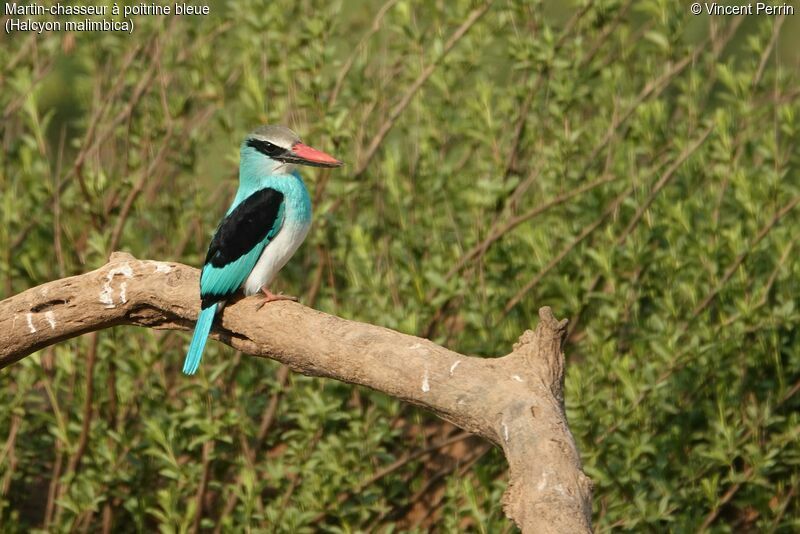 Blue-breasted Kingfisher