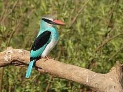 Blue-breasted Kingfisher