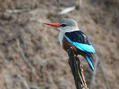 Grey-headed Kingfisher