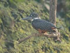 Giant Kingfisher