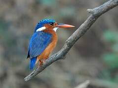 Malachite Kingfisher