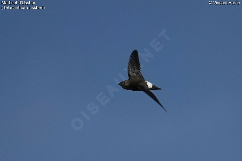 Mottled Spinetail