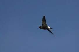 Mottled Spinetail