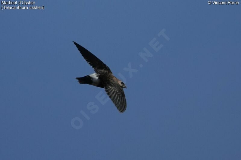 Mottled Spinetail