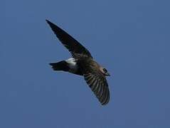 Mottled Spinetail