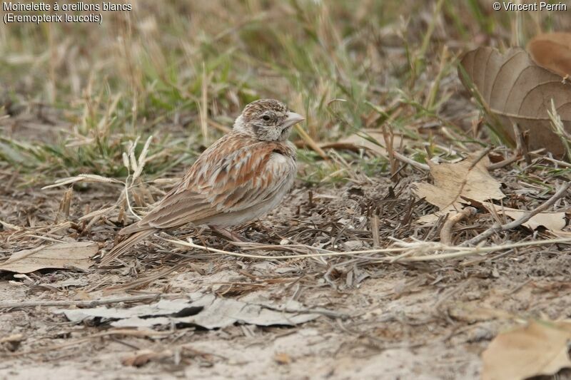 Chestnut-backed Sparrow-Lark