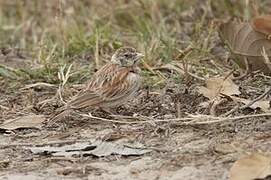 Chestnut-backed Sparrow-Lark